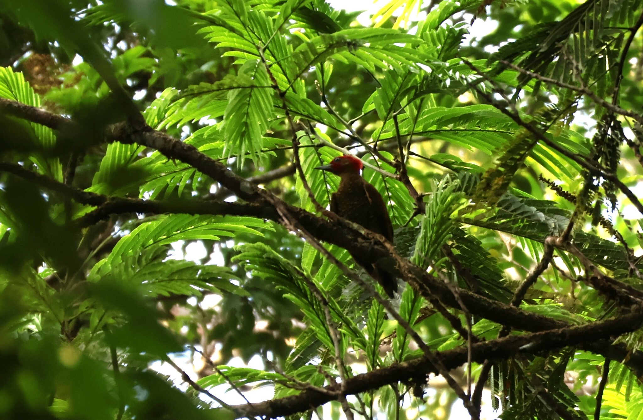 Rufous-winged Woodpecker (Piculus simplex)