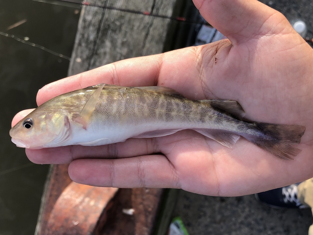 Atlantic tomcod (Microgadus tomcod) — Gadidae