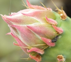 Perilampidae
