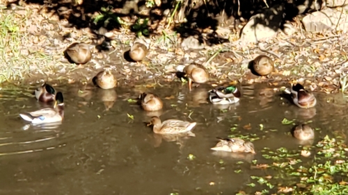 Mallard photographed in Washington
