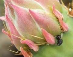 Perilampidae