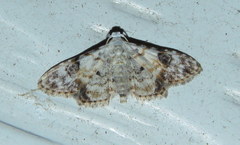 Araeopteron epiphracta