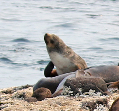 Arctocephalus