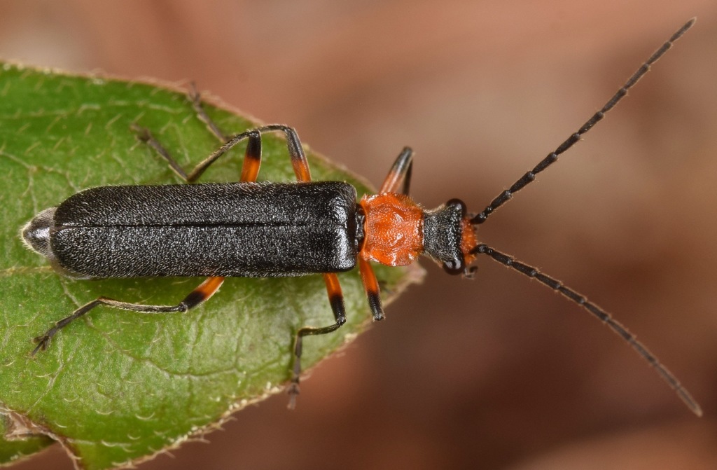 Podabrus vernalis