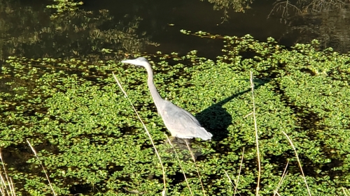 Great Blue Heron photographed in Washington