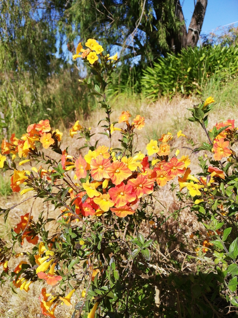 marmaladebush from Adelaide HillsBal, AUSA, AU on October 29, 2023 at 0938 AM by Sarah Yu
