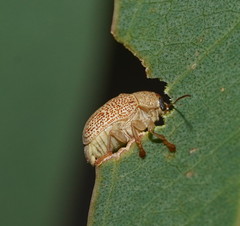 Cadmus calomeloides