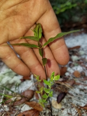 Asclepias curtissii