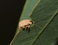 Cadmus calomeloides