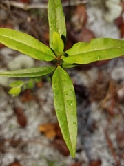 Asclepias curtissii