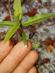 Asclepias curtissii