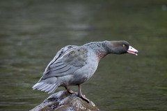 Hymenolaimus malacorhynchos