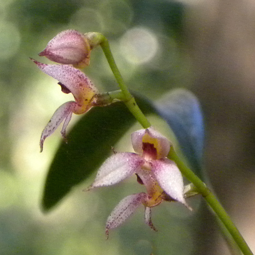 Masdevallia rafaeliana