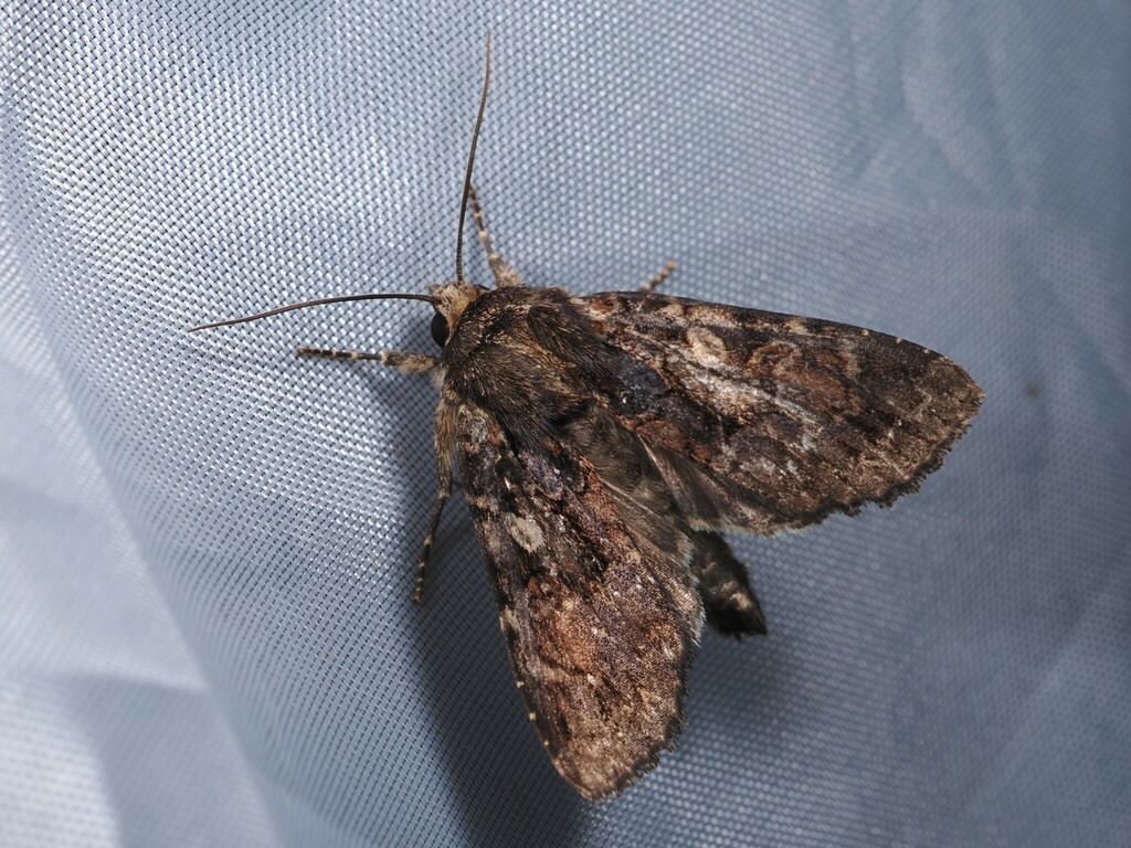 Apamea commixta