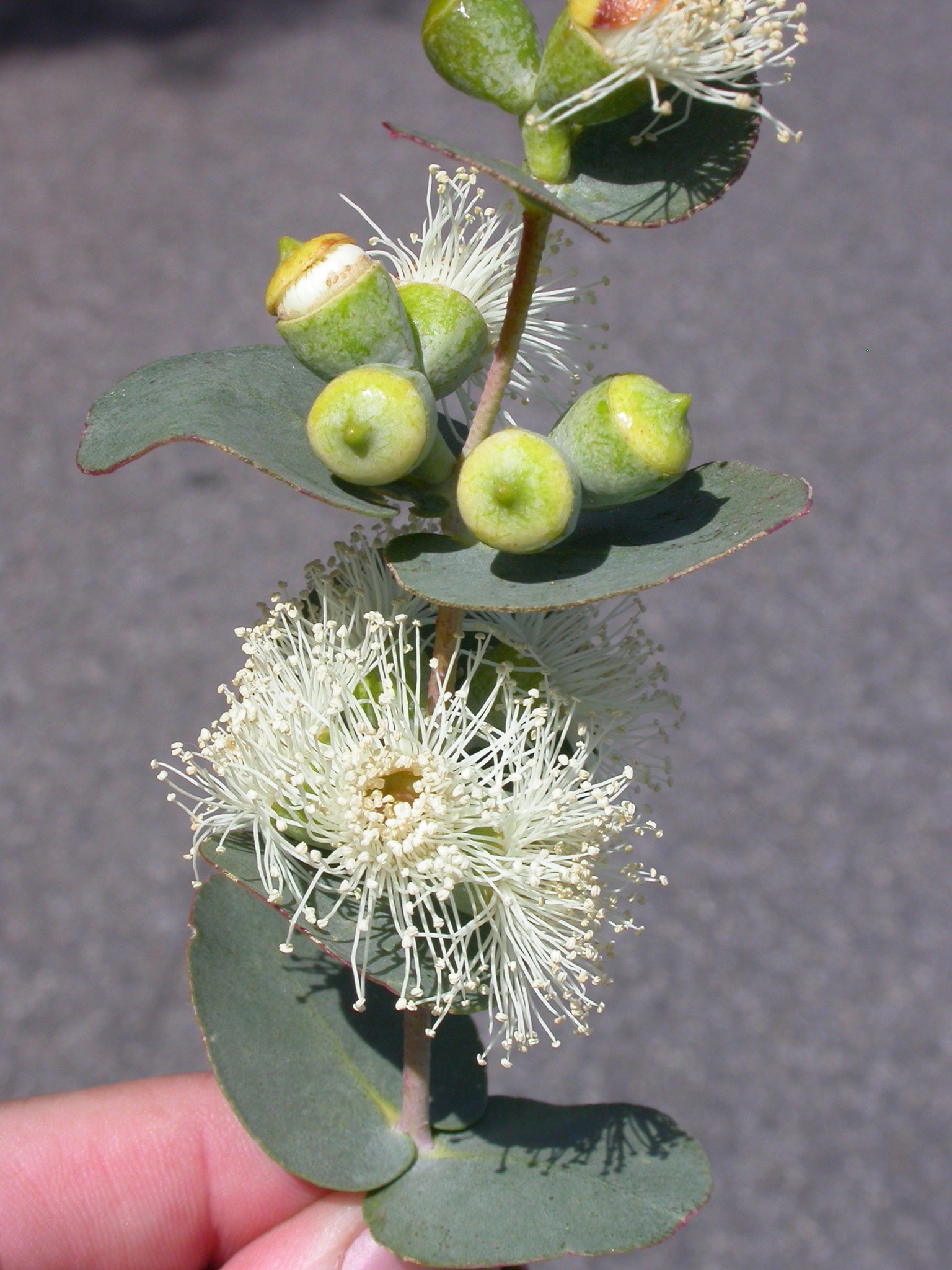 Eucalyptus cordata