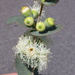 Eucalyptus cordata cordata - Photo (c) Dean Nicolle,  זכויות יוצרים חלקיות (CC BY-NC), הועלה על ידי Dean Nicolle