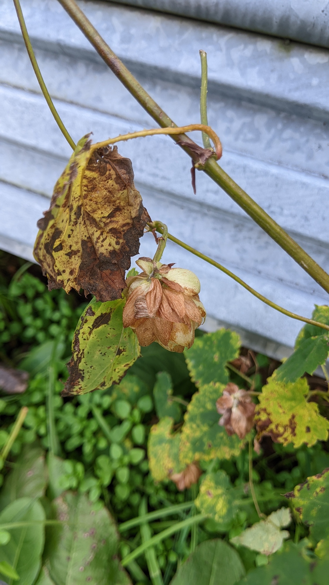 Humulus cordifolius