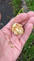 Humulus cordifolius, photograph Timur Kalininsky, CC BY, iNaturalist via GBIF