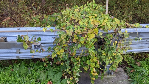 Humulus cordifolius, photograph 4