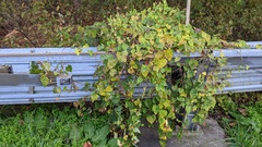 Humulus cordifolius, photograph Timur Kalininsky, CC BY, iNaturalist via GBIF