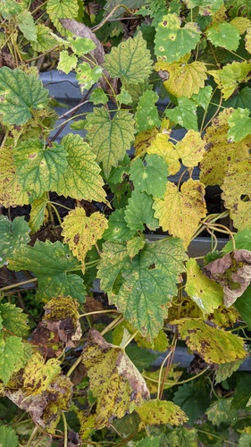 Humulus cordifolius, photograph 5