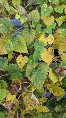 Humulus cordifolius, photograph Timur Kalininsky, CC BY, iNaturalist via GBIF