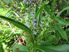 Veronica breviracemosa