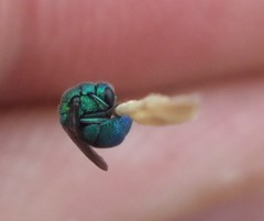 Chrysidoidea