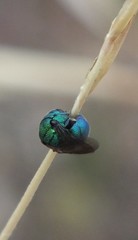 Chrysidoidea