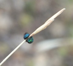 Chrysidoidea