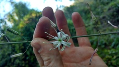 Chlorogalum pomeridianum