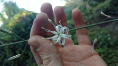 Chlorogalum pomeridianum
