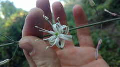 Chlorogalum pomeridianum