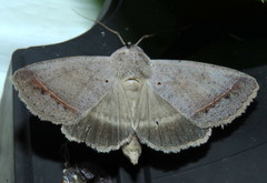 Pantydia capistrata
