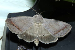 Pantydia capistrata