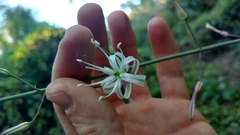 Chlorogalum pomeridianum