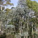 Eucalyptus cordata quadrangulosa - Photo (c) Dean Nicolle, alguns direitos reservados (CC BY-NC), uploaded by Dean Nicolle