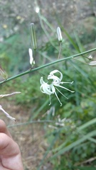 Chlorogalum pomeridianum
