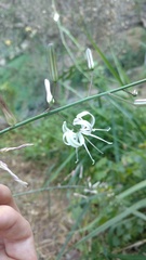 Chlorogalum pomeridianum