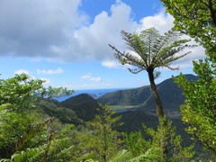 Cyathea kermadecensis