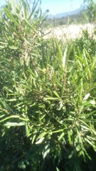 Ornithostaphylos oppositifolia