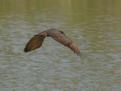 Scopus umbretta umbretta