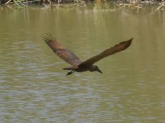 Scopus umbretta umbretta