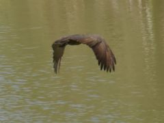 Scopus umbretta umbretta