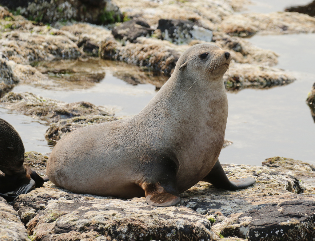 Lobos Marinos (género Arctocephalus) · iNaturalist Ecuador