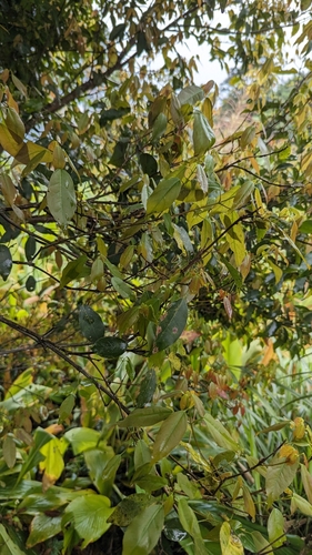 Image of Acer albopurpurascens by (c) 潘立傑 LICHIEH_PAN, some rights reserved (CC BY)