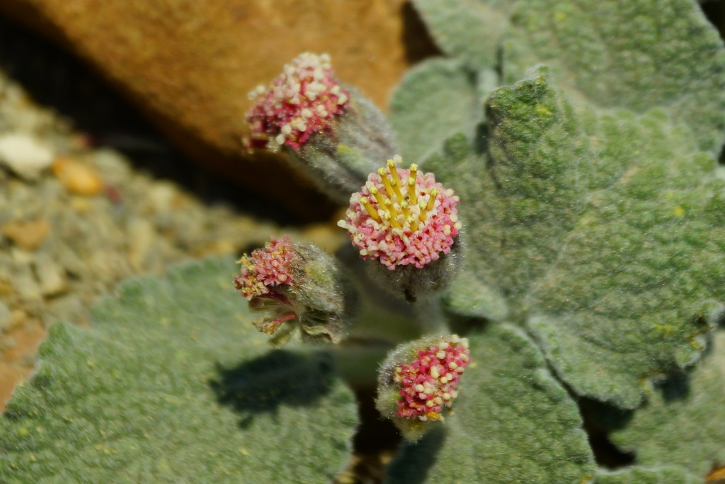Psathyrotopsis purpusii