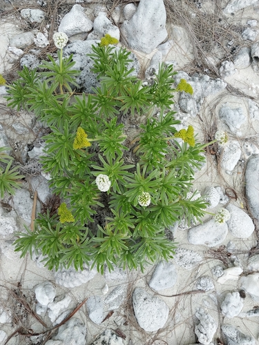 Image of Heliotropium anomalum by (c) Mike Bowie, some rights reserved (CC BY)