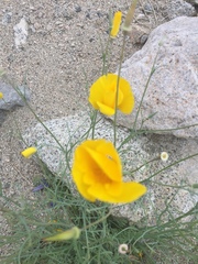 Eschscholzia papastillii