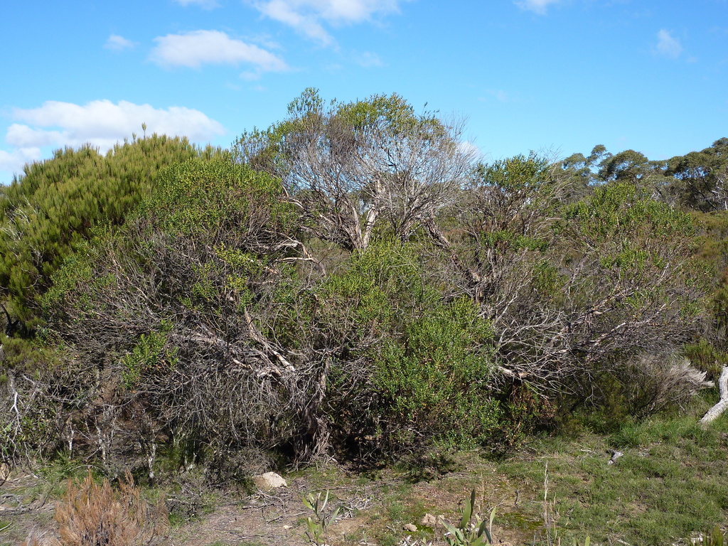 Eucalyptus recurva
